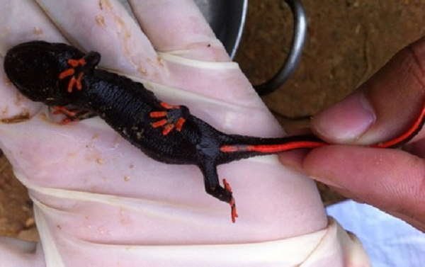 Cá cóc lai thằn lằn có 4 chi được phát hiện vào tháng 8/2014. Loài này có hình dạng giống thằn lằn màu nâu sẫm, toàn thân có nốt sần nhỏ. Phía mặt dưới bụng có những nếp nhăn nằm ngang xếp thẳng hàng nhau. Chi trước có 4 ngón, chi sau có 5 ngón. Mặt dưới các ngón và rìa phía dưới của đuôi nhọn dài có màu cam.