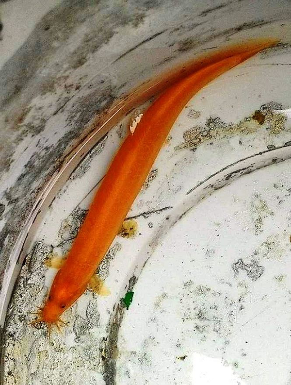 Cá chạch có tên khoa học là Mastacembelidae, sinh sống ở môi trường nước ngọt và nước lợ. Cá chạch bình thường có bụng màu trắng, lưng màu nâu đen, cá chạch màu vàng trong tự nhiên rất hiếm.