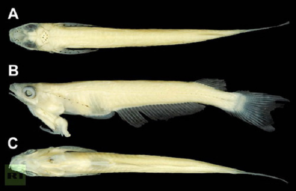 Loài cá mang bộ phận sinh dục trên đầu có tên khoa học là Phallostethus cuulong được phát hiện tại sông Cửu Long, Việt Nam.