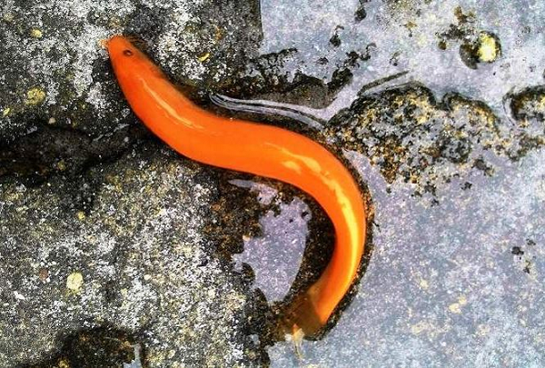 Tại Việt Nam, người ta đã vô tình phát hiện ra những loài cá cực quý hiếm trên thế giới mà chưa được định giá. Anh Nguyễn Duy Tuất (24 tuổi), trú tại xã Vinh Giang, huyện Phú Lộc, tỉnh Thừa Thiên - Huế đã bất ngờ bắt được 1 con cá chạch có màu vàng óng, rất quý hiếm, dài khoảng 7cm, thân cá to bằng ngón tay của người lớn.