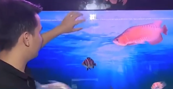 Hiện tại, giá của con cá huyết long này lên tới 500 triệu.