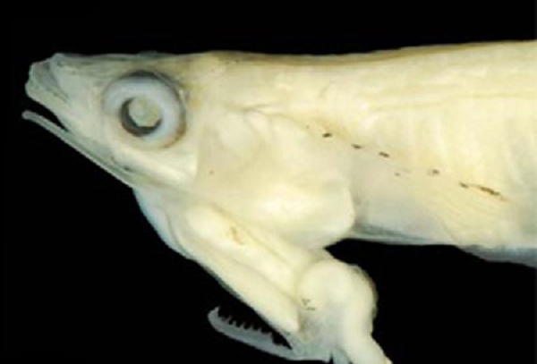 Điểm đặc biệt của loài này là con đực có bộ phận sinh dục nằm phía dưới đầu và chìa ra một “cái lưỡi cưa” để dễ dàng giao phối với con cái.