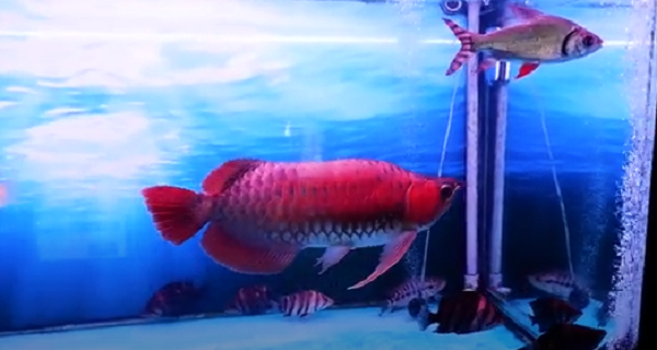 Tuổi thọ của cá huyết long dao động trong khoảng từ 30 - 40 năm tùy vào môi trường và điều kiện sống.