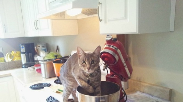 Chú mèo ăn vụng công khai và ngang nhiên không phải kiêng dè gi hết.