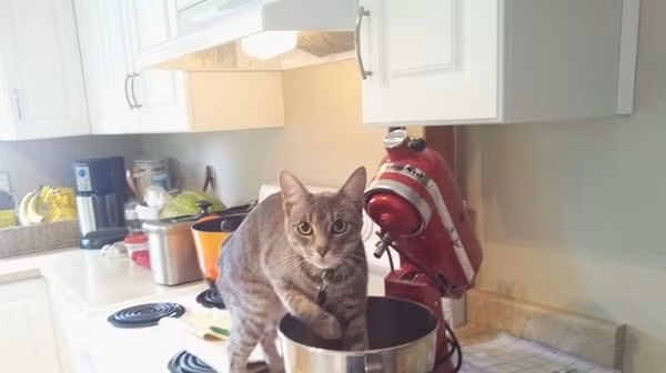 Chú mèo ăn vụng công khai và ngang nhiên không phải kiêng dè gi hết.