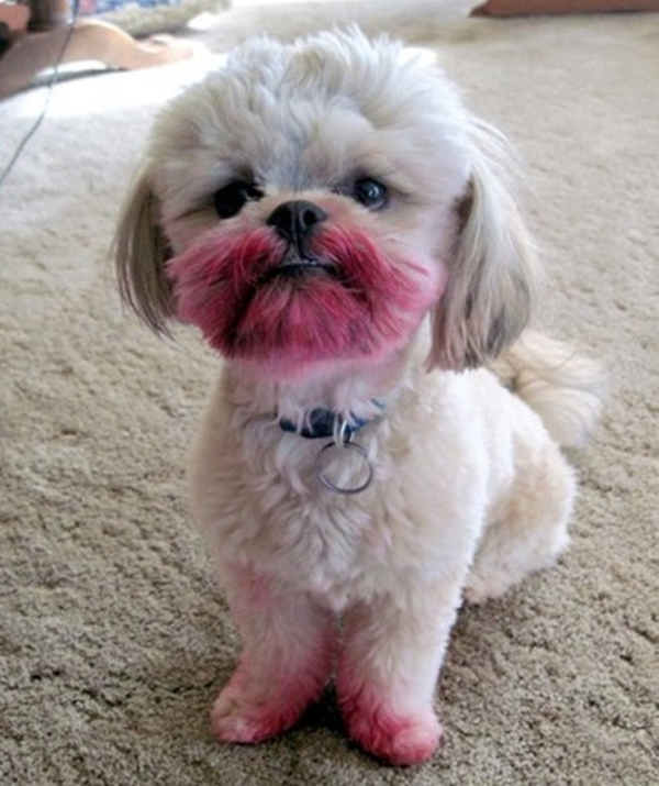 Nhìn qua đã biết là chủ nhân của nó vừa mất một thỏi son yêu quý.