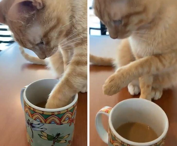 Cà phê mới pha đúng không, hay để tôi nếm thử.