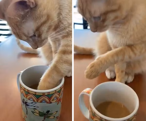 Cà phê mới pha đúng không, hay để tôi nếm thử.