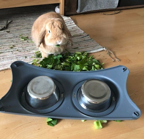 Chú thỏ này khổ quen rồi chỉ muốn ăn dưới đất.