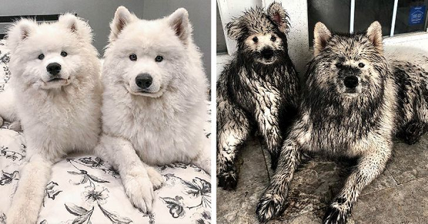 Những chú chó có khuôn mặt ngây thơ "vô số tội" sau khi nghịch bùn lấm lem.