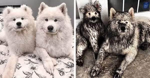 Những chú chó có khuôn mặt ngây thơ "vô số tội" sau khi nghịch bùn lấm lem.