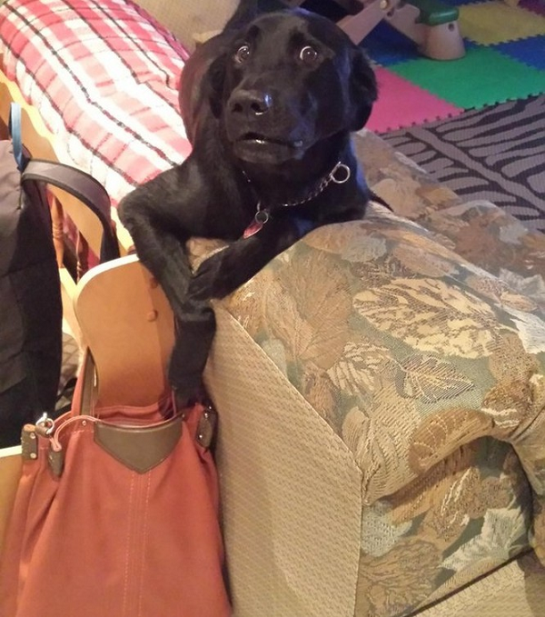 Cuối cùng cũng đã tìm ra tên trộm manh động trong nhà.