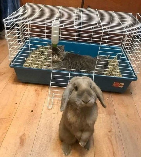 Chú thỏ tội nghiệp đang mách tội mèo vì bị chiếm mất lồng.