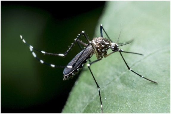 Muỗi rừng Amazon. "Tử thần" nhiều khi rình rập trong những vết đốt của loài muỗi rừng Amazon. Người bị đốt sẽ ngay lập tức gặp phải vấn đề như mắc sốt rét giữa rừng xanh. Đây thực sự là một loài vật nguy hiểm bởi chúng quá bé nhỏ và người ta khó lòng có thể tránh được những vết muối đốt khi vào rừng.