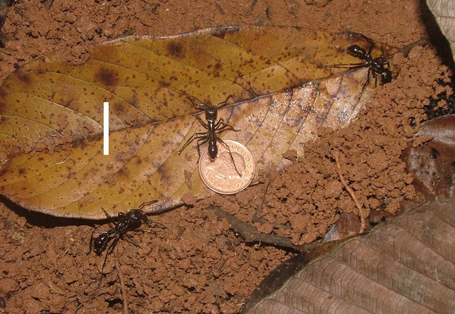 Kiến đầu đạn. Kích thước cơ thể của loài động vật này rất nhỏ nhưng nó sở hữu những vết cắn cực kỳ kinh khủng. Thậm chí vết cắn của chúng được coi là đau đớn hơn cả vết cắn của nhện độc Tarantula. 