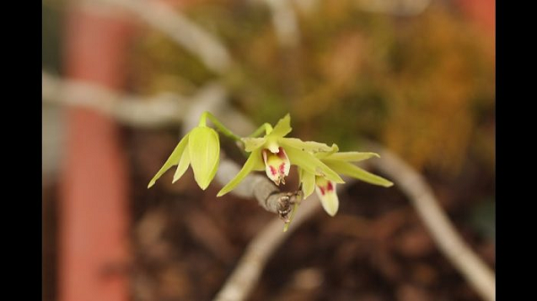 Độ dày hoa phụ thuộc vào cây to hay nhỏ, thường cần hoa ra ở mỗi mắt của thân cây. Hoa mọc rất dày trên thân, thường mỗi thân sẽ có hoa khoảng 1/3 chiều dài của thân.