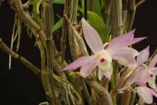 Đã có rất nhiều hỏi mua cây lan Hoàng Thảo Thạch Hộc Tía đột biến với giá cao nhưng anh Minh chưa bán.