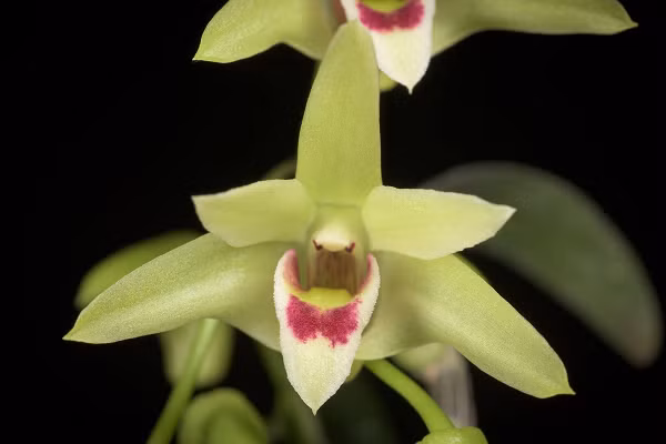 Trên thế giới họ Lan có 1.400 loài, trong đó Trung Quốc có 81 loài. Trong chi Thạch hộc có nhiều loài dùng để làm thuốc quý. Ở Trung Quốc chi Thạch hộc có 14 loài và 12 loài phụ, trong đó chỉ có 11 loài làm thuốc quý nhưng Thạch hộc tía là loại làm thuốc tốt nhất, được bán với giá cao nhất trên thị trường.