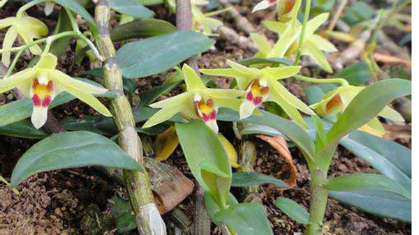 Theo anh Minh, tiềm năng của dòng lan này rất lớn vì đây là 1 trong 9 loại dược liệu trong loài lan.