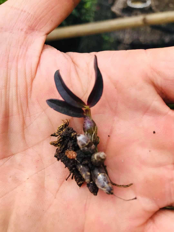 Để tìm được cây lan Hoàng Thảo Thạch Hộc Tía đột biến, những người dân tộc phải mắc dây cáp, leo xuống vực thẳm vùng biên giới Lai Châu, Điện Biên giáp với Lào rất nguy hiểm.