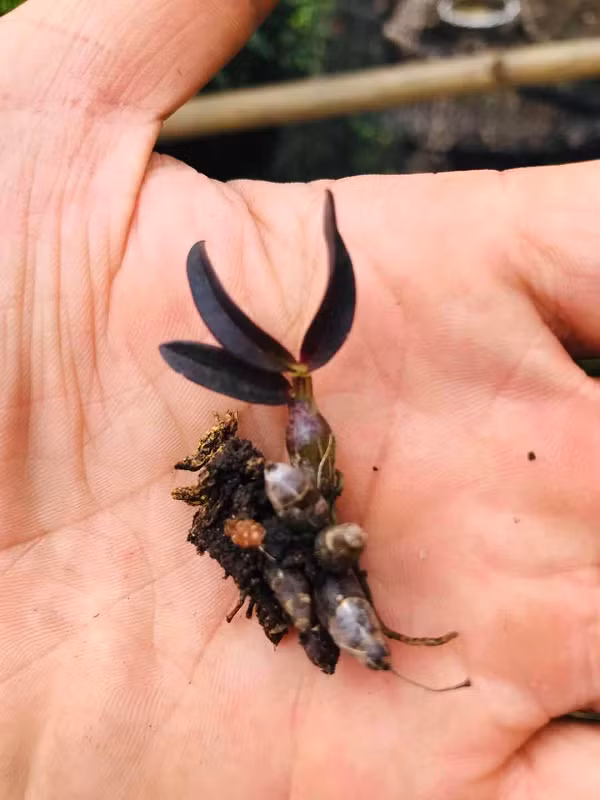 Để tìm được cây lan Hoàng Thảo Thạch Hộc Tía đột biến, những người dân tộc phải mắc dây cáp, leo xuống vực thẳm vùng biên giới Lai Châu, Điện Biên giáp với Lào rất nguy hiểm.