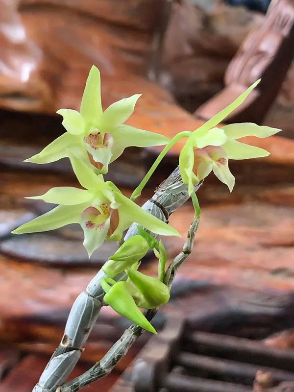 Mùa Hoàng Thảo Thạch Hộc Tía nở hoa thường vào cuối mùa xuân và đầu mùa hè, ra hoa vào khoảng từ tháng 2 đến tháng 5. Hoa nở rải rác và dựa theo vùng miền nuôi trồng cây