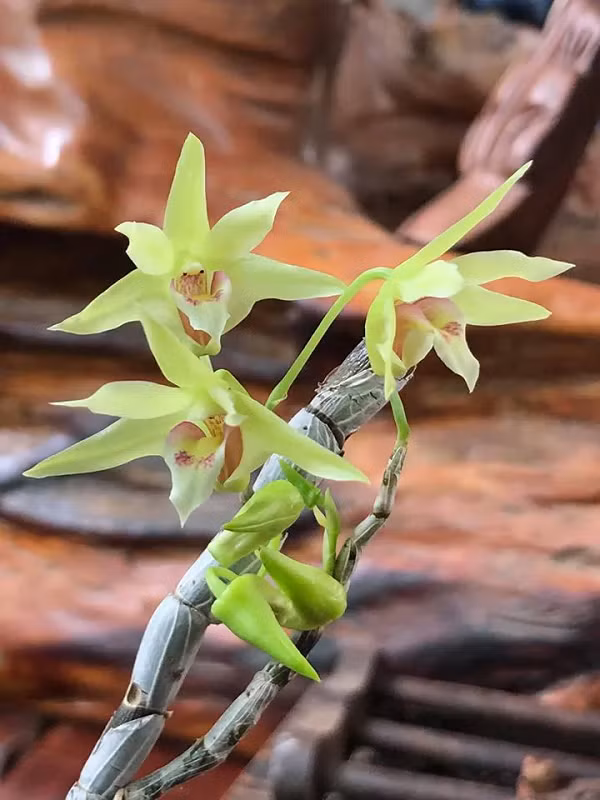 Mùa Hoàng Thảo Thạch Hộc Tía nở hoa thường vào cuối mùa xuân và đầu mùa hè, ra hoa vào khoảng từ tháng 2 đến tháng 5. Hoa nở rải rác và dựa theo vùng miền nuôi trồng cây