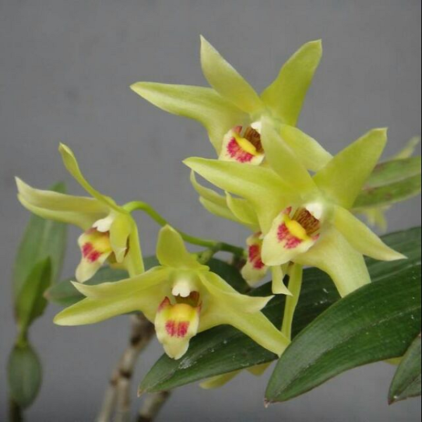 Thạch hộc tía có thể dùng đơn độc hoặc phối trộn với các dược liệu khác, đã có hơn 100 bài thuốc từ Thạch hộc được thị trường đón nhận. Trong dược điển có đề cập đến nhiều loài Thạch hộc nhưng tốt nhất vẫn là Thạch hộc tía.