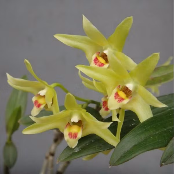 Thạch hộc tía có thể dùng đơn độc hoặc phối trộn với các dược liệu khác, đã có hơn 100 bài thuốc từ Thạch hộc được thị trường đón nhận. Trong dược điển có đề cập đến nhiều loài Thạch hộc nhưng tốt nhất vẫn là Thạch hộc tía.