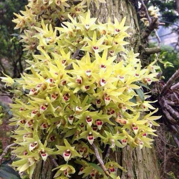 Thạch hộc tía thuộc họ hoa lan, thường sống cộng sinh trên các cây gỗ lớn hoặc vách đá, kẽ đá. Cây phân bố ở khắp các tỉnh miền núi nước ta, nhiều nhất ở các tỉnh có đại hình núi đá vôi như Hòa Bình, Ninh Bình, Thanh Hóa, Lào Cai, Lai Châu …. Toàn cây đều được dùng làm thuốc.