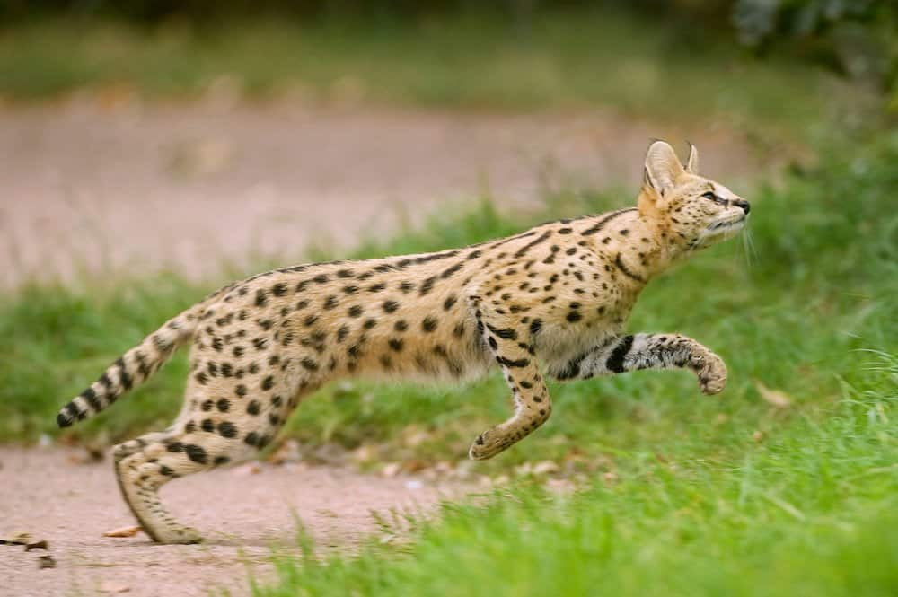 8. Linh miêu đồng cỏ là một loài mèo hoang dã rất đẹp với bộ lông độc đáo tương tự như báo đốm. Chúng có thể ăn bất cứ con vật có kích thước nhỏ nào mà mình tìm thấy từ cá, ếch, cho tới chim và côn trùng