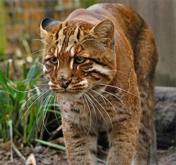 4. Báo lửa kích có thước lớn gấp hai hoặc ba lần so với giống mèo được thuần hóa ngày nay và có ngoại hình khá dễ thương.