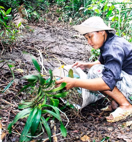 Một số thành quả trong chuyến đi tìm lan của chúng tôi