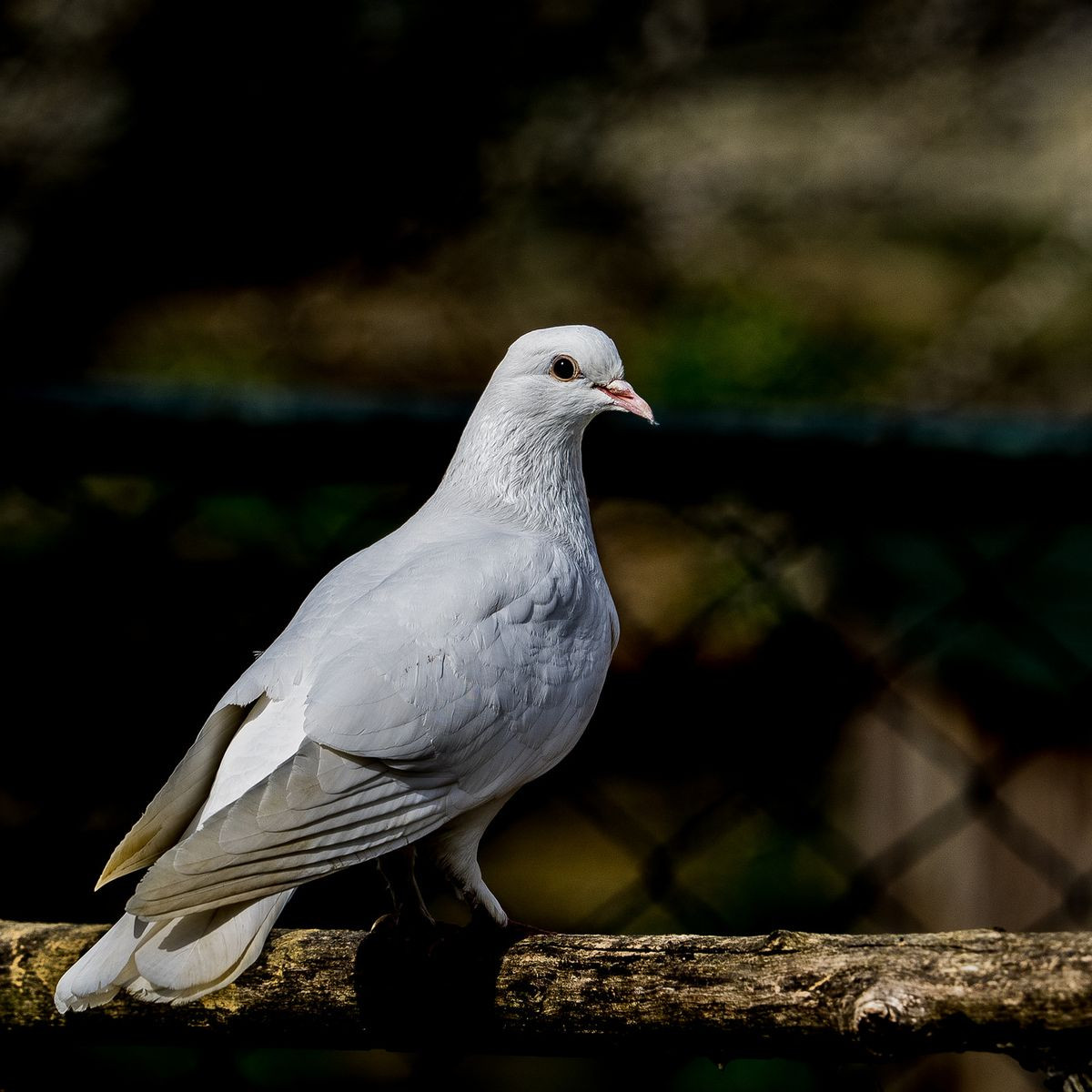 Nếu chim bồ câu mổ lệch ra ngoài tâm màn hình thì bộ phận cảm ứng sẽ báo về trung tâm chỉ huy rằng tên lửa đang bay chệch hướng. Khi ấy, các nhân viên sẽ phải điều chỉnh để tên lửa có thể đi đúng hướng, đánh trúng mục tiêu.