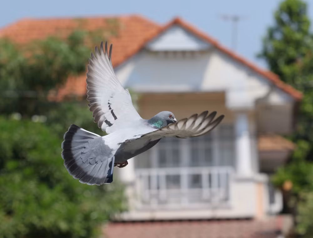 Thêm nữa, vào thời điểm đó, hệ thống radar dẫn đường của Mỹ cũng như nhiều nước đã đạt được một số đột phá. Vì vậy, dự án bí mật trên bị hủy bỏ.