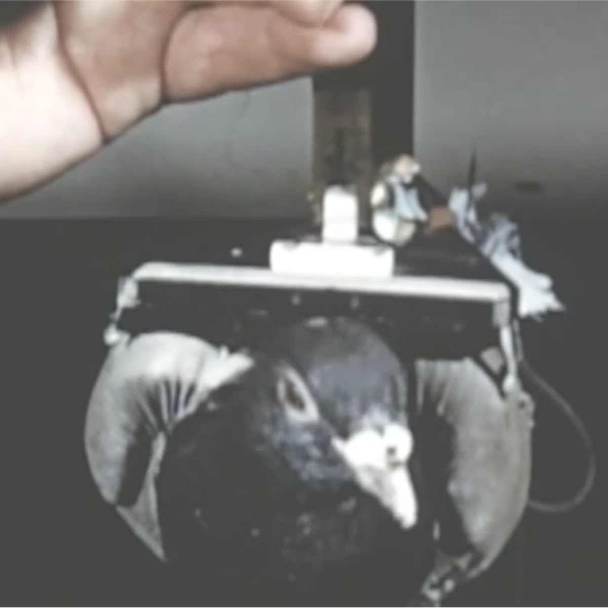 Nếu tên lửa bay chính xác thì mục tiêu sẽ luôn nằm ổn định ở tâm màn hình. Tiếp đến, các chuyên gia động vật của quân đội Mỹ sẽ tiến hành huấn luyện chim bồ câu để chúng mổ chính xác vào các mục tiêu giả định nằm yên và di động trên một màn hình trắng giống như màn hình bên trong tên lửa.