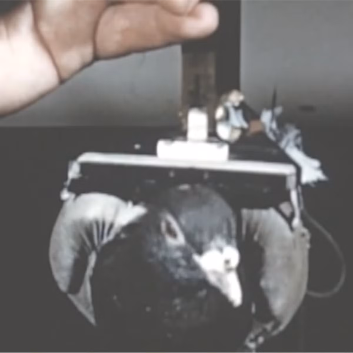 Nếu tên lửa bay chính xác thì mục tiêu sẽ luôn nằm ổn định ở tâm màn hình. Tiếp đến, các chuyên gia động vật của quân đội Mỹ sẽ tiến hành huấn luyện chim bồ câu để chúng mổ chính xác vào các mục tiêu giả định nằm yên và di động trên một màn hình trắng giống như màn hình bên trong tên lửa.