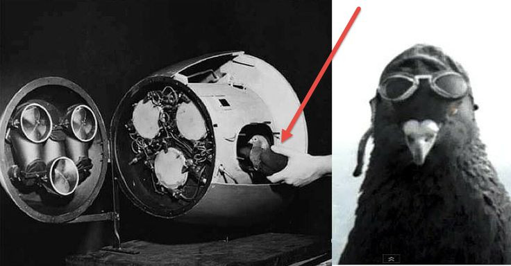 Sở dĩ ông Skinner đưa ra kiến nghị này là vì các kỹ sư quân sự Mỹ dự định gắn một ống kính camera ở phía trước tên lửa. Camera này sẽ truyền hình ảnh mục tiêu mà tên lửa nhắm đến lên một màn hình lắp đặt bên trong khoang của nó.