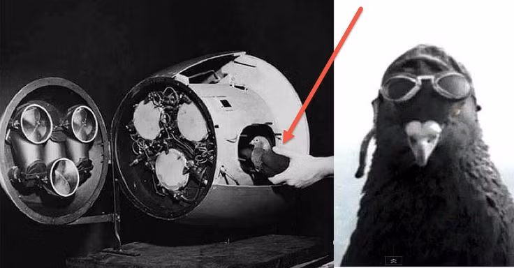 Sở dĩ ông Skinner đưa ra kiến nghị này là vì các kỹ sư quân sự Mỹ dự định gắn một ống kính camera ở phía trước tên lửa. Camera này sẽ truyền hình ảnh mục tiêu mà tên lửa nhắm đến lên một màn hình lắp đặt bên trong khoang của nó.