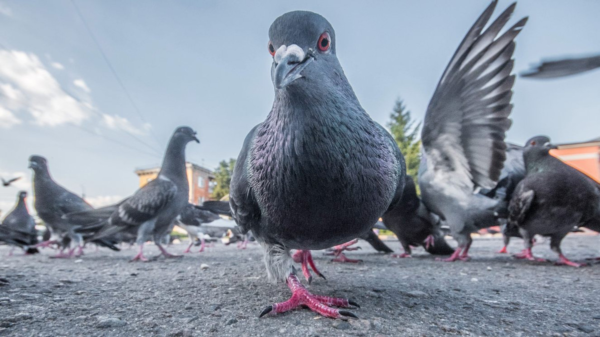 Sau đó, chim bồ câu sẽ được thả vào bên trong khoang của tên lửa. Khi tên lửa được khai hỏa, màn hình bật sáng và chim bồ câu sẽ mổ liên tục vào mục tiêu nằm ở trung tâm màn hình dẫn đường cho tên lửa bay thẳng đến mục tiêu giống như đã huấn luyện.