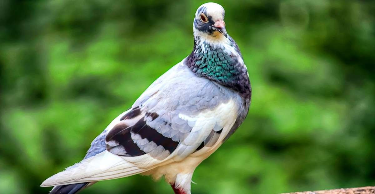 Đến năm 1944, dự án táo bạo là huấn luyện chim bồ câu dẫn đường tên lửa bị hủy bỏ. Lý do được đưa ra là việc tiến hành phát triển dự án sẽ "ảnh hưởng đến tiến độ của những dự án khác có tính thực tiễn cao hơn".