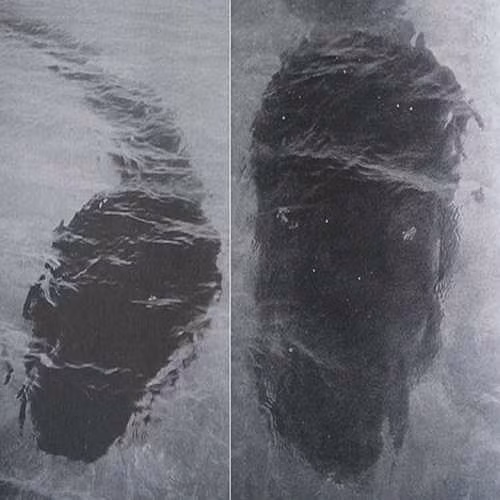 Vào năm 1964, nhiếp ảnh gia Robert Le Breton Serrec chụp được ảnh sinh vật bí ẩn có hình dáng giống con nòng nọc khổng lồ có chiều dài lên đến 25m ở đảo Hook, thuộc vùng Queensland, Australia. Đến nay, giới chuyên gia vẫn chưa thể giải mã vật thể bí ẩn đó thực chất là gì.