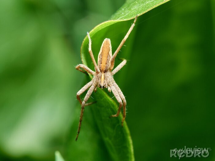 Loddigesia mirabilis là một loài thuộc họ chim ruồi. Mỗi cá thể có thể đạt kích thước 15cm. Bộ lông chim nhiều sắc màu và đặc biệt nhất của chúng là cặp lông đuôi dài tuyệt đẹp.