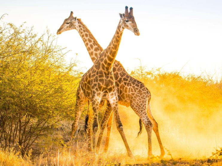 Trên thực tế, nhân lúc bạn tình "giải quyết nỗi buồn", hươu cao cổ đực rúc đầu xuống gần cơ quan sinh dục của đối phương để kiểm tra.