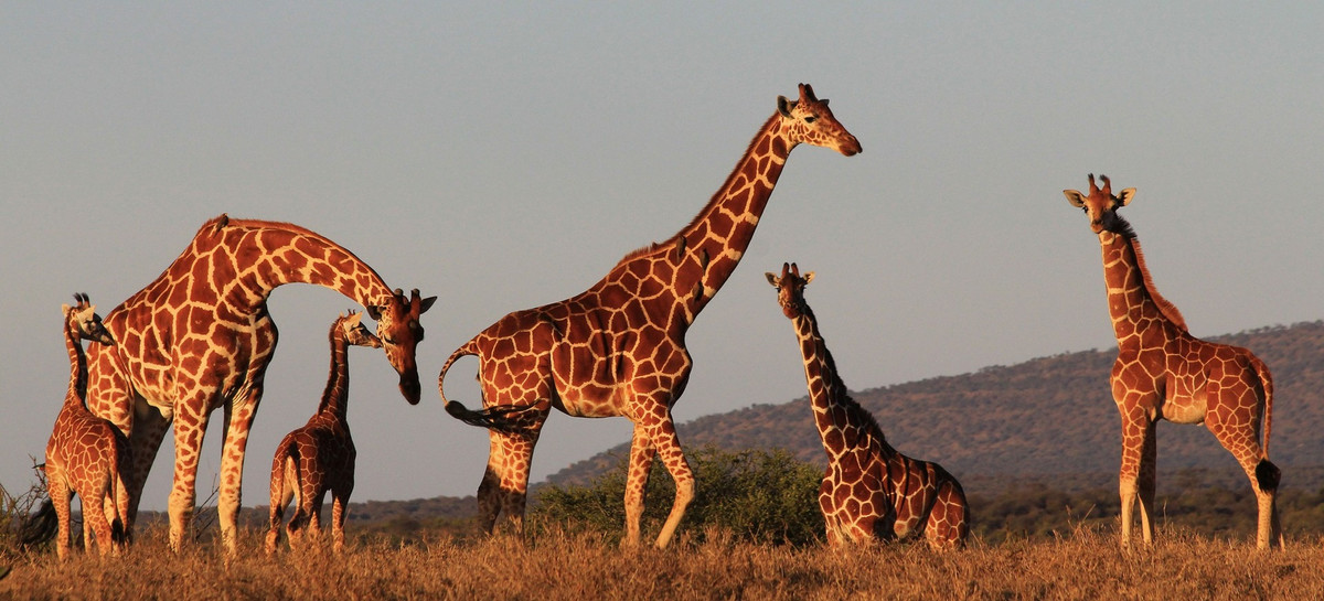 Do hươu cao cổ có chiếc cổ dài "lênh khênh" nên việc chạm xuống đất để đánh hơi vũng nước tiểu của con cái là điều bất khả thi.
