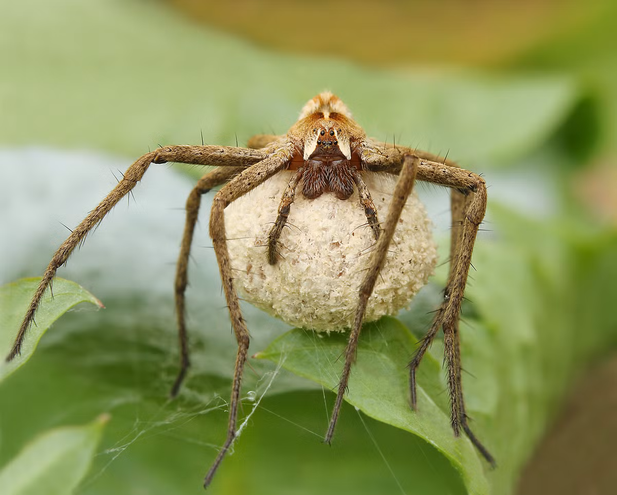 Nhện Pisaura (pisaura mirabilis) có cách tỏ tình với đối phương hết sức độc đáo. Con đực thường mang quà đến tỏ tình bới con cái. Quà có thể là một mẩu cánh hoa, vài con kiến, sâu bọ được bọc trong tơ nhện, thậm chí là tơ nhện không.