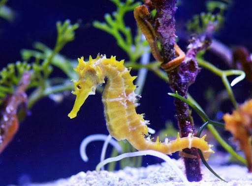 Đến mùa giao phối, chim Loddigesia mirabilis đực sử dụng cặp lông đuôi để biểu diễn, thu hút con cái. Nếu đồng ý, con cái sẽ đến bên con đực cùng múa đôi và bắt đầu mối quan hệ gắn bó thân thiết.