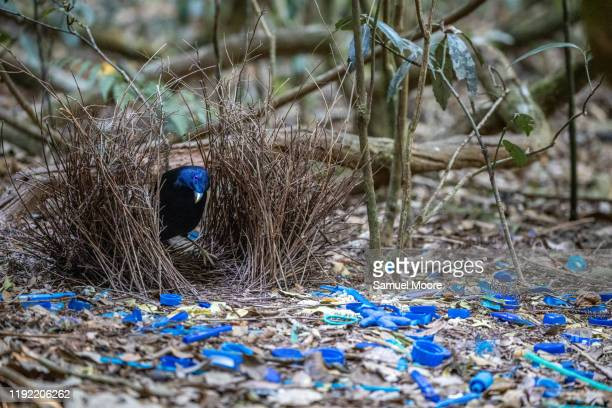 Khi chim mái xuất hiện, chim trống sẽ nhảy nhót, hót mừng mời đối phương vào tổ tham quan. Tổ càng đẹp thì con mái sẽ càng dễ xiêu lòng trước con trống hơn và khi ấy cả hai sẽ dễ thành đôi.