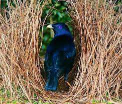 Khi đến mùa giao phối, chim trống sẽ lượm nhặt, thậm chí giành giật nhiều đồ vật bỏ rơi đủ màu sắc để trang trí nơi ở của mình sao cho đẹp mắt, thoải mái. Con trống "xây nhà" đẹp để thu hút chim mái.
