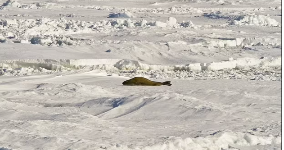 To mo nhung am thanh ky la o Bac Cuc va Nam Cuc